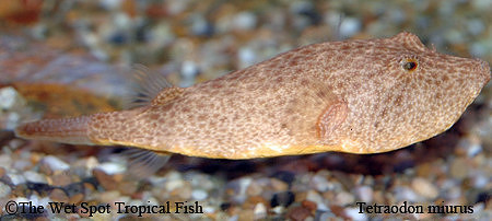 Congo Puffer - Tetraodon miurus