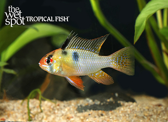 Mikrogeophagus ramirezi German Blue Ram