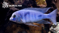 Cyrtocara moorii "Blue Dolphin"