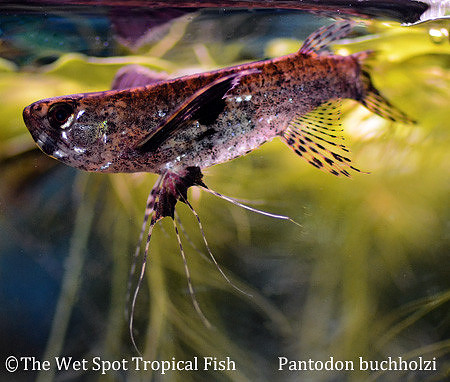 African Butterfly Fish - Pantodon buchholzi