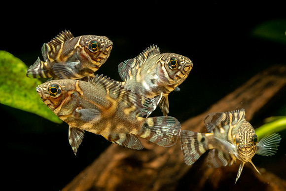 Astronotus ocellatus - Oscar “Colombia”