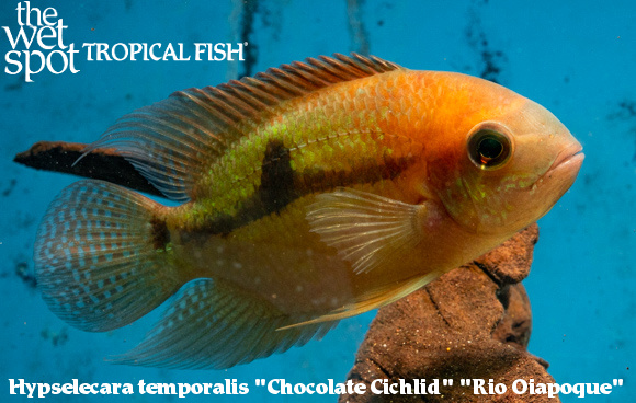 Hypselecara temporalis - Chocolate Cichlid “Rio Oiapoque”