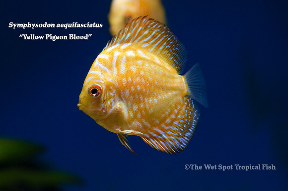 Symphysodon aequifasciatus - Yellow Pigeon Blood Discus