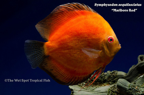 Symphysodon aequifasciatus - Marlboro Red Discus