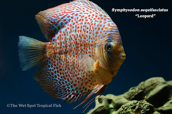 Symphysodon aequifasciatus - Leopard Discus