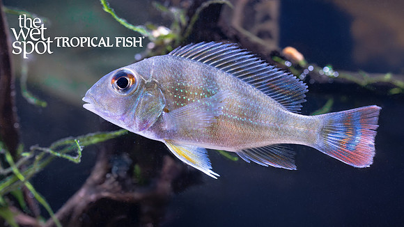 Geophagus sp. "Caqueta" "Colombia"