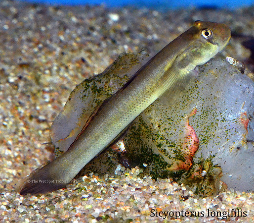 Sicyopterus longifilis