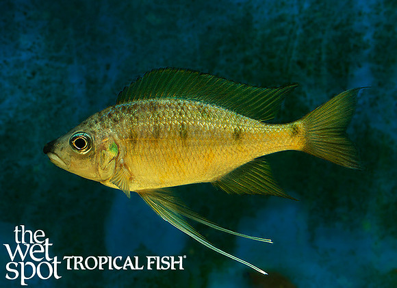 Ophthalmotilapia nasuta "Tiger"