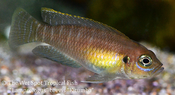 Neoamprologus brevis "Kitumba"