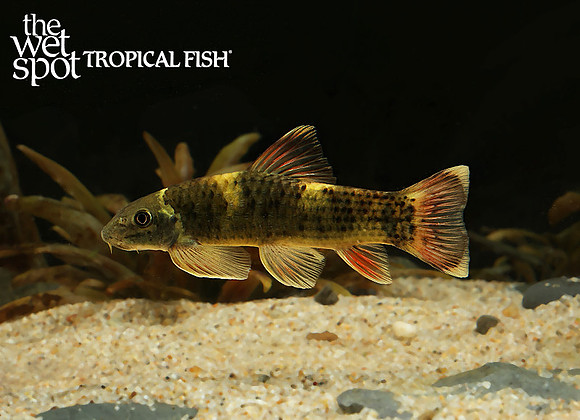 Garra flavatra "Panda Garra"