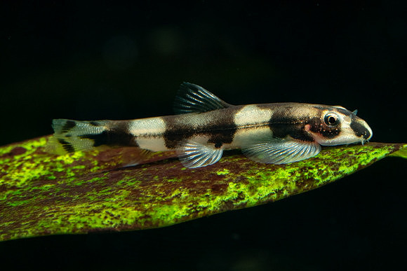 Yaoshania pachychilus - Panda Loach