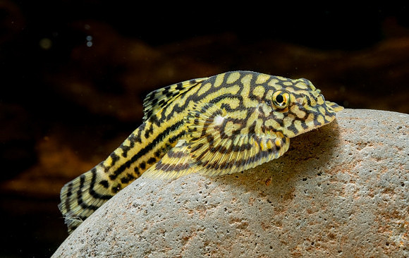 Sewellia lineolata - Reticulated Hillstream Loach