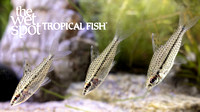 Chilodus punctatus "Spotted Headstander"