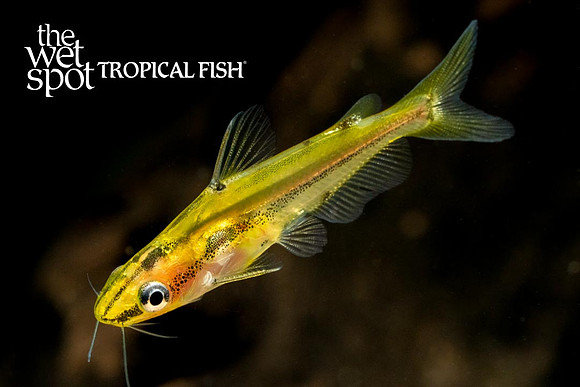 Hyalobagrus flavus - Malayan Yellow Pygmy Cat