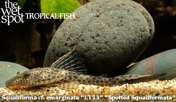 L153