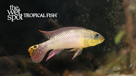 Pelvicachromis kribensis"Taeniatus Lokoundje"