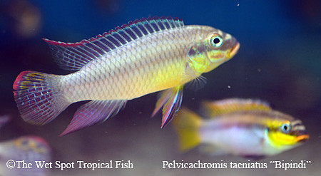 Pelvicachromis kribensis "Taeniatus Bipindi" ♂♀