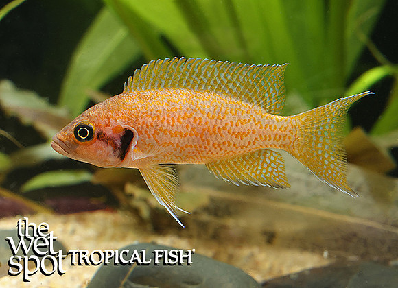 Neolamprologus splendens Helianthus