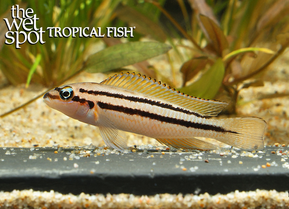 Chalinochromis sp. "Bifernatus"
