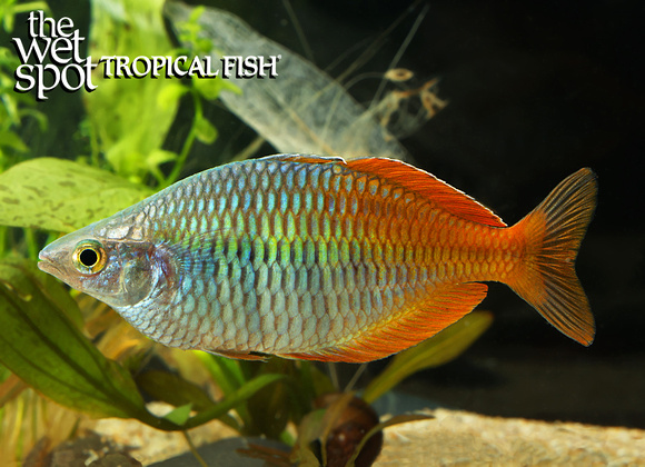 Melanotaenia boesemani "Boesemani Rainbow" WILD