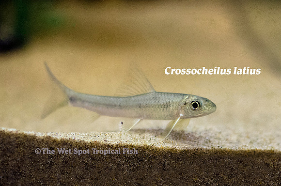 Tariqilabeo latius - Tuxedo Flying Fox