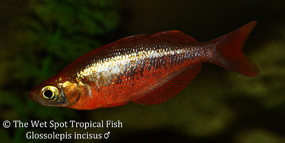 Irian Red Rainbowfish - Glossolepis incisus male