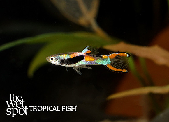 Poecilia cf. wingei "Black Bar Endlers"