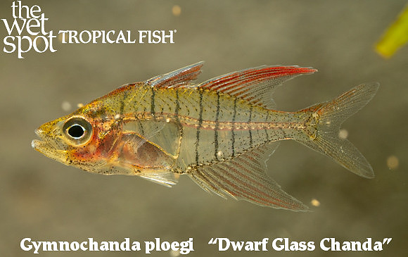 Gymnochanda ploegi - Dwarf Glass Chanda