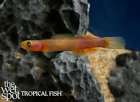 Sicyopus multisquamatus - Teardrop Goby