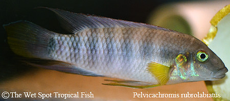 Pelvicachromis rubrolabiatus