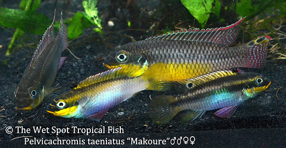 Pelvicachromis kribensis "Taeniatus Makoure" Group