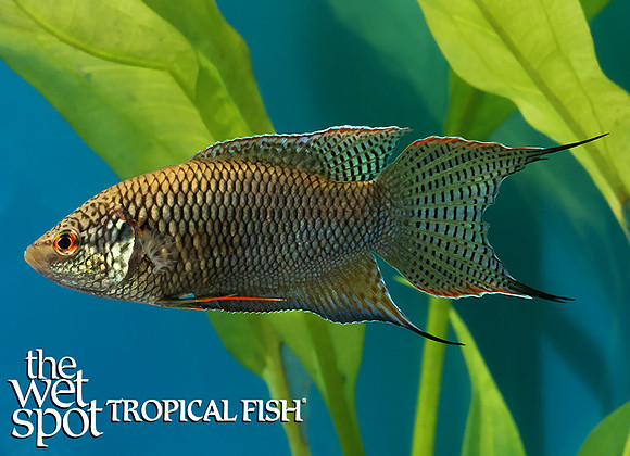 Macropodus spechti "Black Paradise Fish" "Vietnam"