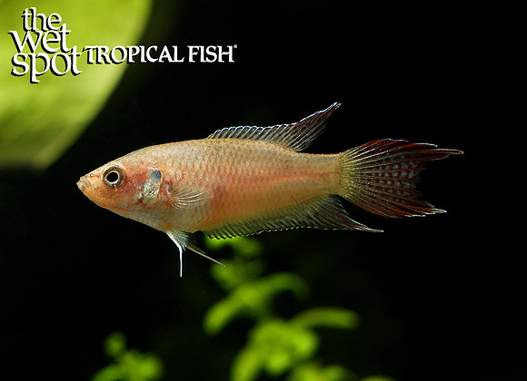 Macropodus hongkongensis Hong Kong Paradise Fish