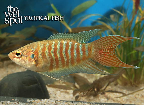 Wild Blue Paradise Fish - Macropodus opercularis