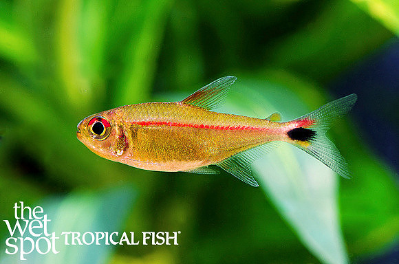 Hemigrammus rubrostriatus - Red Stripe Tetra