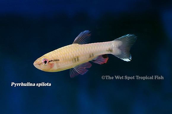 Pyrrhulina spilota - Four Spot Splash Tetra