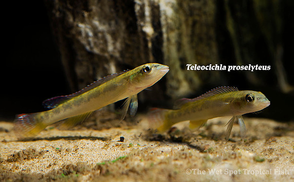 Teleocichla proselyteus