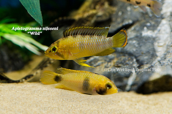 Apistogramma nijsseni WILD