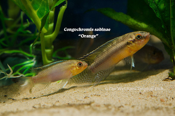 Congochromis sabinae "Orange"