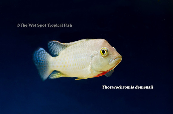 Thoracochromis demeusii