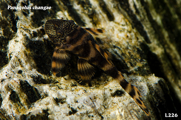 Panaqolus changae "Iquitos Tiger Pleco" L226