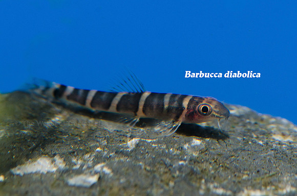 Barbucca diabolica - Scooter Loach