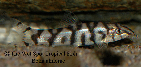 Botia almorae - Yo Yo Loach