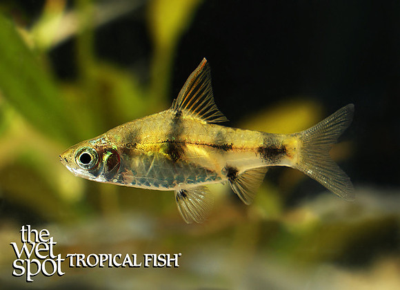 Pethia gelius - Gold Clown Barb