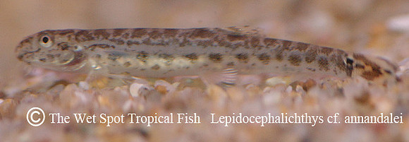 Lepidocephalichthys cf. annandalei - Peacock Loach