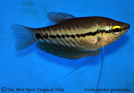 Trichopodus pectoralis - Snakeskin Gourami