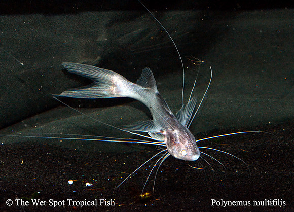 Paradise Threadfin - Polynemus multifilis