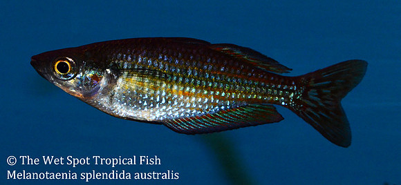 Australian Rainbowfish - Melanotaenia splendida australis