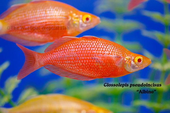 Albino Millenium Rainbow - Glossolepis pseudoincisus ♂