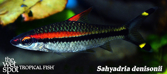 Sahyadria denisonii - Roseline Shark